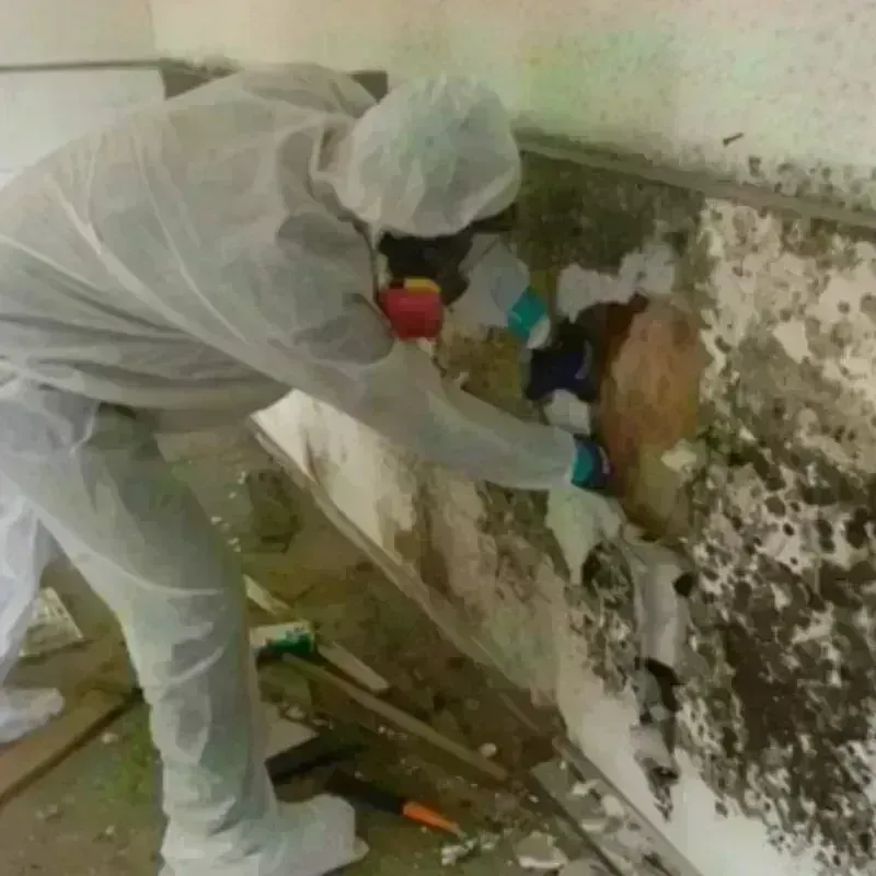 Mold Remediation and Removal in Calabash, NC